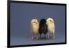 Row of Chicks-DLILLC-Framed Photographic Print