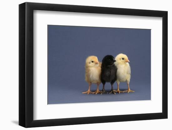 Row of Chicks-DLILLC-Framed Photographic Print