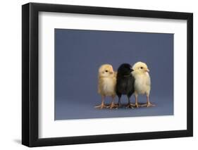 Row of Chicks-DLILLC-Framed Photographic Print