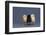 Row of Chicks-DLILLC-Framed Photographic Print