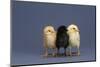 Row of Chicks-DLILLC-Mounted Photographic Print