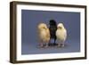 Row of Chicks-DLILLC-Framed Photographic Print