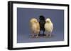 Row of Chicks-DLILLC-Framed Photographic Print