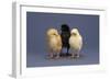 Row of Chicks-DLILLC-Framed Photographic Print