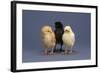 Row of Chicks-DLILLC-Framed Photographic Print