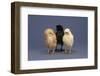 Row of Chicks-DLILLC-Framed Photographic Print