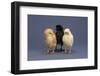 Row of Chicks-DLILLC-Framed Photographic Print