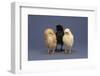 Row of Chicks-DLILLC-Framed Photographic Print