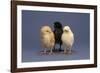 Row of Chicks-DLILLC-Framed Photographic Print