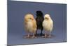 Row of Chicks-DLILLC-Mounted Photographic Print