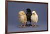 Row of Chicks-DLILLC-Framed Photographic Print