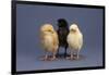 Row of Chicks-DLILLC-Framed Photographic Print