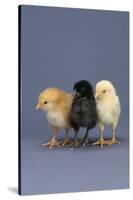 Row of Chicks-DLILLC-Stretched Canvas