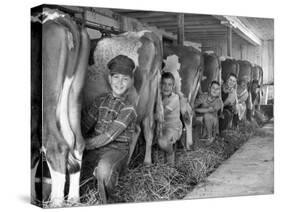 Row of Cows' Rumps, with Fat Cheeked Family of Six Milking Them, in Neat Cow Barn-Alfred Eisenstaedt-Stretched Canvas