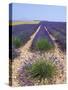 Row of Cultivated Lavender in Field in Provence, France. June 2008-Philippe Clement-Stretched Canvas