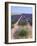 Row of Cultivated Lavender in Field in Provence, France. June 2008-Philippe Clement-Framed Photographic Print