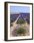 Row of Cultivated Lavender in Field in Provence, France. June 2008-Philippe Clement-Framed Photographic Print