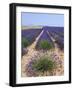 Row of Cultivated Lavender in Field in Provence, France. June 2008-Philippe Clement-Framed Photographic Print