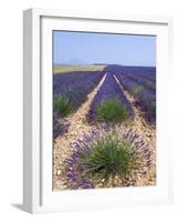 Row of Cultivated Lavender in Field in Provence, France. June 2008-Philippe Clement-Framed Photographic Print