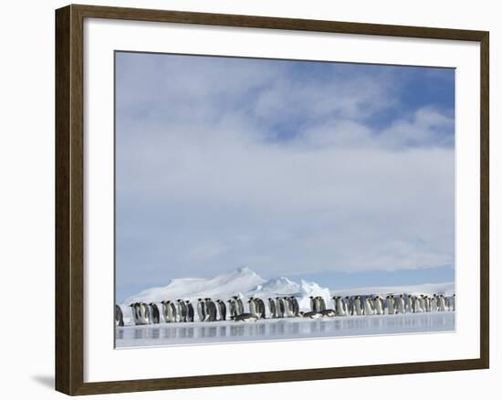 Row of Emperor Penguins in Antarctica-Paul Souders-Framed Photographic Print