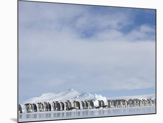 Row of Emperor Penguins in Antarctica-Paul Souders-Mounted Photographic Print