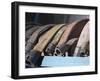Row of Fire Hoses-null-Framed Photographic Print