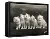 Row of Five Adorable White Fluffy Chinchilla Kittens-Thomas Fall-Framed Stretched Canvas