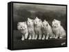 Row of Five Adorable White Fluffy Chinchilla Kittens-Thomas Fall-Framed Stretched Canvas