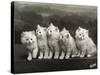 Row of Five Adorable White Fluffy Chinchilla Kittens-Thomas Fall-Stretched Canvas