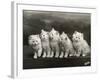 Row of Five Adorable White Fluffy Chinchilla Kittens-Thomas Fall-Framed Photographic Print