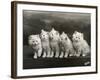 Row of Five Adorable White Fluffy Chinchilla Kittens-Thomas Fall-Framed Photographic Print