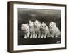 Row of Five Adorable White Fluffy Chinchilla Kittens-Thomas Fall-Framed Photographic Print