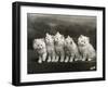 Row of Five Adorable White Fluffy Chinchilla Kittens-Thomas Fall-Framed Photographic Print