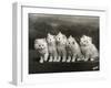 Row of Five Adorable White Fluffy Chinchilla Kittens-Thomas Fall-Framed Photographic Print