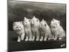 Row of Five Adorable White Fluffy Chinchilla Kittens-Thomas Fall-Mounted Photographic Print