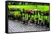 Row of Flowers in Sweden Photo Print Poster-null-Framed Stretched Canvas