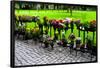 Row of Flowers in Sweden Photo Print Poster-null-Framed Poster