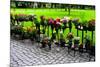 Row of Flowers in Sweden Photo Print Poster-null-Mounted Poster