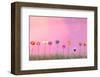 Row of Flowers on Pink-Claire Westwood-Framed Art Print