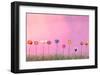 Row of Flowers on Pink-Claire Westwood-Framed Art Print