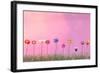 Row of Flowers on Pink-Claire Westwood-Framed Art Print