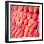 Row of Fresh Strawberry with Retro Filter Effect-happydancing-Framed Photographic Print