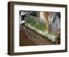 Row of Glasses on a Bar with Barman Preparing Mojito Cocktails, Habana Vieja, Havana, Cuba-Eitan Simanor-Framed Photographic Print