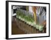 Row of Glasses on a Bar with Barman Preparing Mojito Cocktails, Habana Vieja, Havana, Cuba-Eitan Simanor-Framed Photographic Print