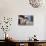 Row of Houses at the Avenida Maritima, Balcony Houses, La Palma-Gerhard Wild-Photographic Print displayed on a wall