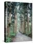 Row of Japanese Cedar-null-Stretched Canvas