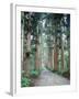 Row of Japanese Cedar-null-Framed Photographic Print