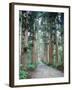 Row of Japanese Cedar-null-Framed Photographic Print