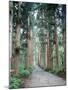 Row of Japanese Cedar-null-Mounted Photographic Print