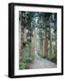 Row of Japanese Cedar-null-Framed Photographic Print